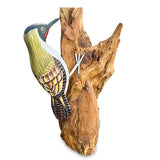 Green Woodpecker on Tree