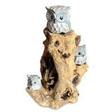 3 Baby Owls in a Tree