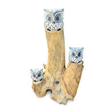 3 Baby Owls in a Tree