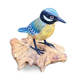 Single Blue Tit Foraging