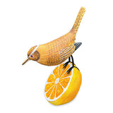 Wren Munching an Orange
