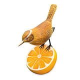 Wren Munching an Orange