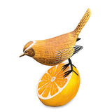 Wren Munching an Orange
