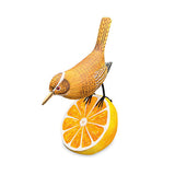 Wren Munching an Orange