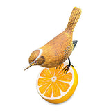 Wren Munching an Orange