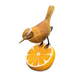 Wren Munching an Orange