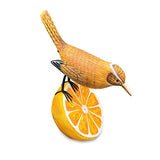 Wren Munching an Orange