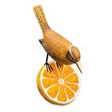 Wren Munching an Orange