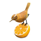 Wren Munching an Orange