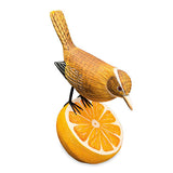 Wren Munching an Orange