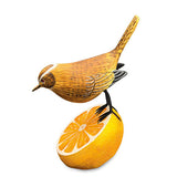 Wren Munching an Orange