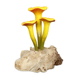 Chanterelle Triple Painted Mushroom