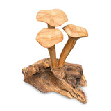 Foraged Trio of Chanterelle Mushrooms