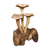 Foraged Trio of Chanterelle Mushrooms