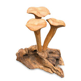 Foraged Trio of Chanterelle Mushrooms