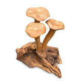 Foraged Trio of Chanterelle Mushrooms