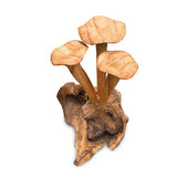 Foraged Trio of Chanterelle Mushrooms