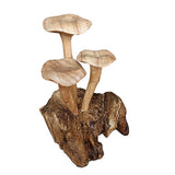 Foraged Trio of Chanterelle Mushrooms