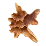 Teak Root Wall Art Sculpture large